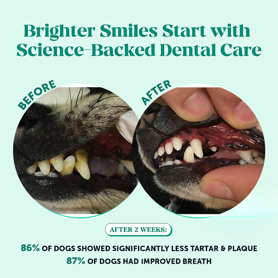 Natural Dental Care Powder for Dogs